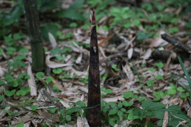 Madake bamboo shoots growing wild in the mountains