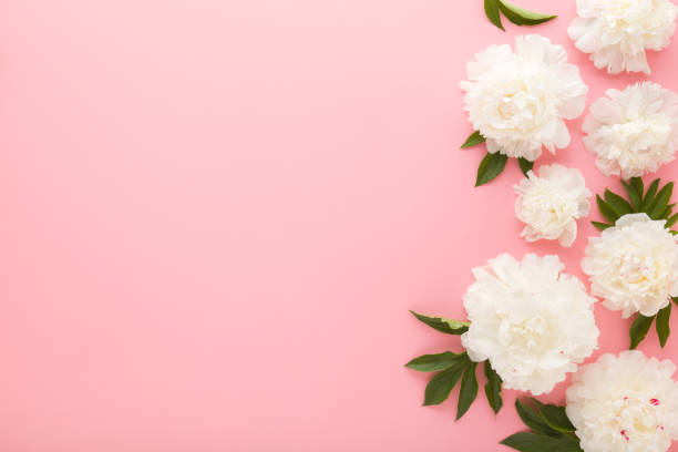 istock Fresh beautiful soft white peony flowers with green leaves on light pink table background. Pastel color. Closeup. Empty place for inspirational text, lovely quote or positive sayings. Top down view. 2162881155