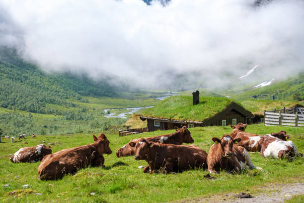 A group of brown and white cows lie on a grassy hill overlooking a valley with a quaint, grass-roofed cabin. The background is misty and shrouded in clouds.