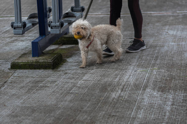 Young unrecognizable latin, caucasian or arabic woman holding ball toy and training her fluffy purebred dog pet Spitz Pomeranian on green grass loan in summer park or backyard. Education, friendship