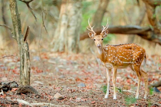 istock Indian Spotted Deer in a dry forest 2162882303