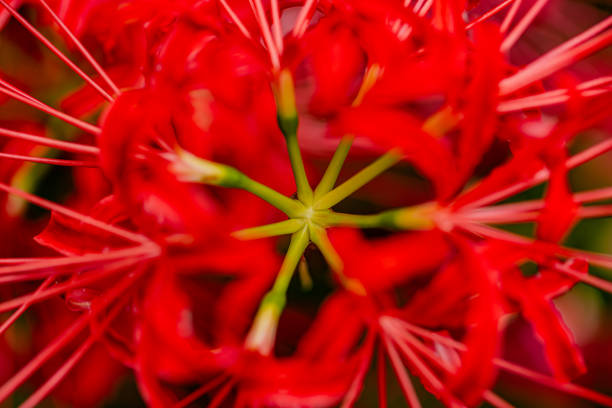 Kinchakuda, Saitama Prefecture: Spider lilies blooming in the forest