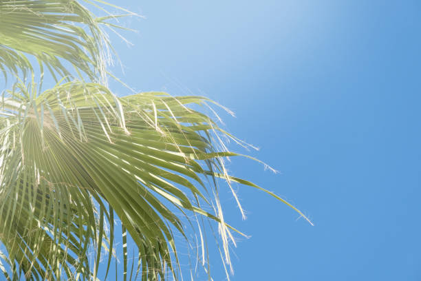 palm trees on the background of a beautiful sky and sun, copy spaceFrom below palm tree with green branches against cloudless blue sky in sunshine