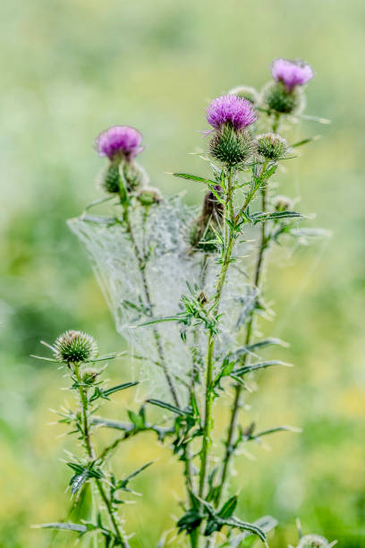 Thistle with cobwebs and morning dew