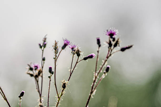 Thistle in sunrise and morning dew