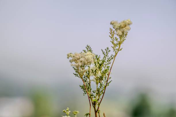 Astilba flowers in the garden