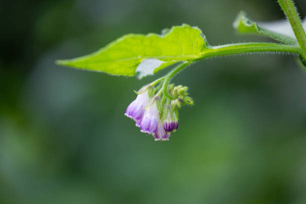Purple wildflower blooming in a forest meadow. Beautiful Summer scenery of Latvia, Northern Europe.