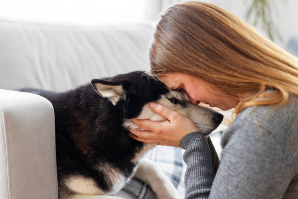 Woman and husky bonding on the couch