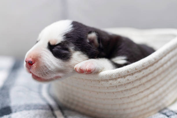 istock Newborn puppy sleeping in white basket 2162885516