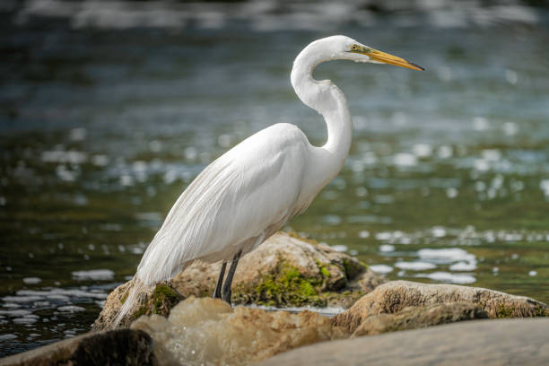 istock Egret on the Hunt 2162885958