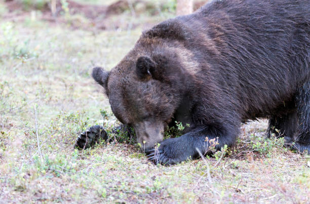 A brown Bear is seen close up in Katmai National Park Alaska.  The photo shows the shoulders and face of the bear very close up.  There is a lake in the background.  The bear is looking towards the lake.
