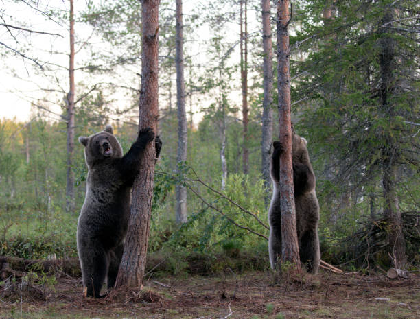 istock View of brown bear 2162886734