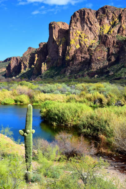 istock Salt River Recreation Area Arizona 2162886960