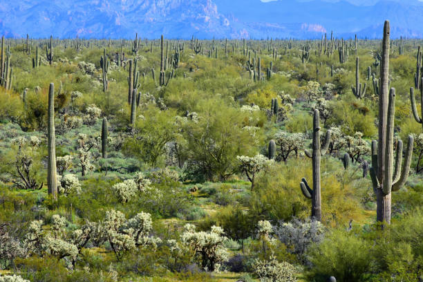 istock Central Sonora Desert Arizona 2162887151