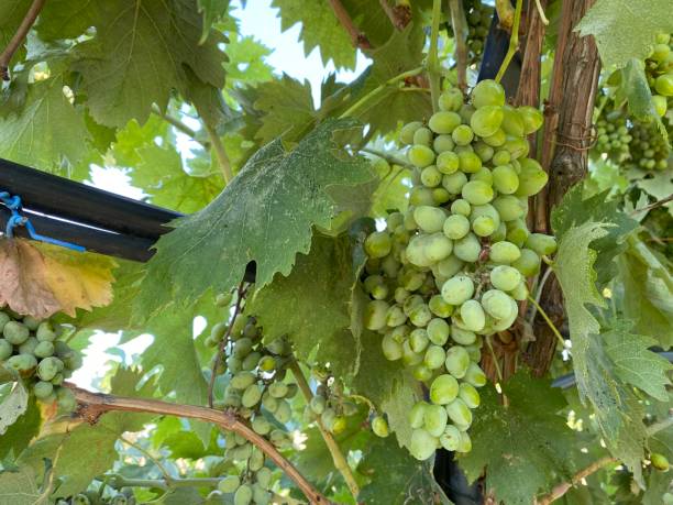 Free picture: ripe, green, grapes, grapevine, tree