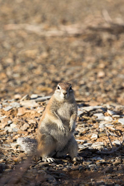 Wild animals in Banff National Park