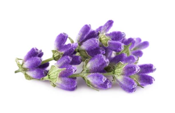 istock Lavender flowers isolated on white background 2162890114
