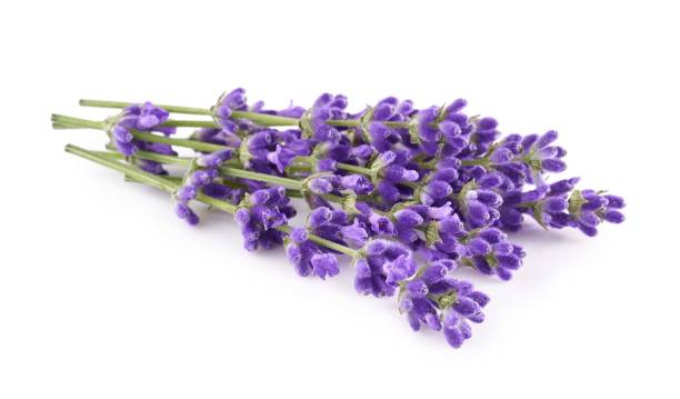 istock Lavender flowers isolated on white background 2162890120