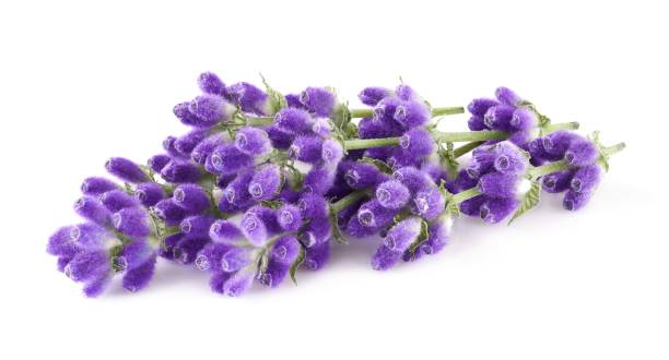 istock Lavender flowers isolated on white background 2162890122