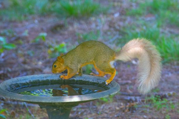 istock Rare-Fox Squirrel with White Tail- Howard County, Indiana 2162891494
