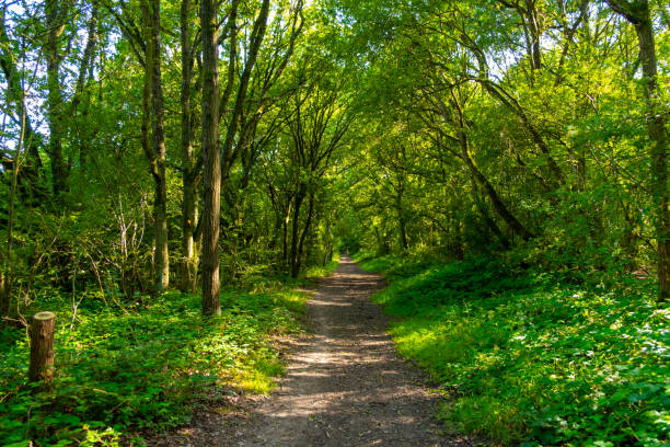 istock Silent Forest in summer with beautiful bright sun rays 2162892847