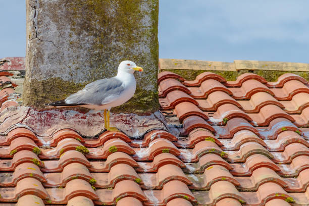 istock Baby seagull birds are perched on a red roof 2162892994