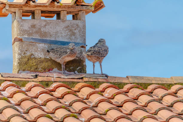 istock Baby seagull birds are perched on a red roof 2162893012