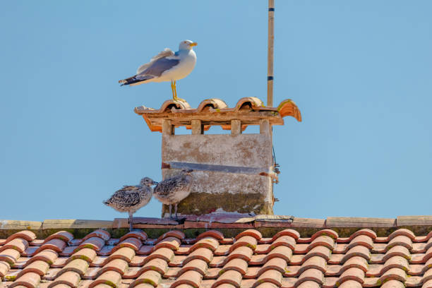 Baby seagull are perched on a red roof. The birds are small and fluffy, and they seem to be enjoying their time on the roof. The scene is peaceful and serene
