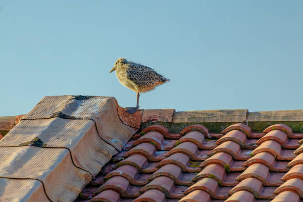 Baby seagull are perched on a red roof. The birds are small and fluffy, and they seem to be enjoying their time on the roof. The scene is peaceful and serene