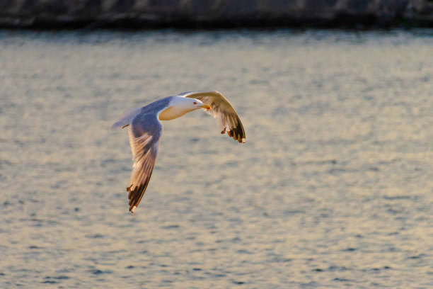 A seagull is flying over the water. The sky is a beautiful shade of orange and the water is calm