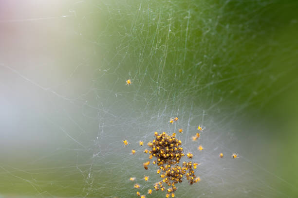 istock Lots of spider babies in the web 2162893589