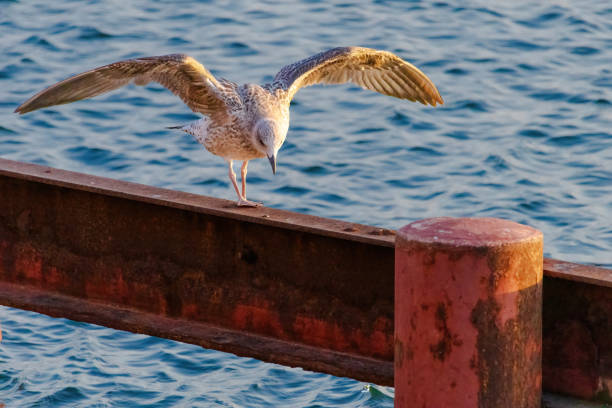 A seagull is standing on a wooden railing by the water. The bird appears to be looking out over the water, possibly searching for food. The scene has a peaceful and serene mood