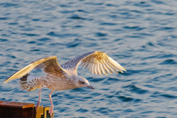 A seagull is flying over the water. The sky is a beautiful shade of orange and the water is calm