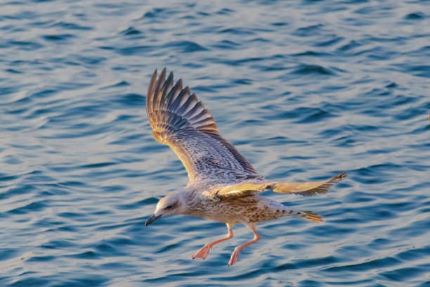 istock A seagull is flying over the water 2162893810