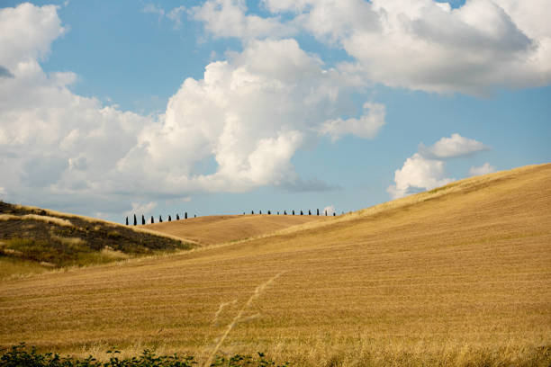 Wheat Fields in Tuscany near San Quirico d'Orcia