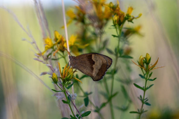 Large oxeye (Maniola jurtina) Butterfly on a plant in green nature