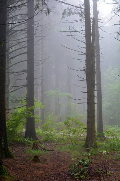 istock Fog in a green forest 2162894535