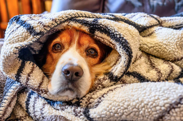 Dog Pet In Blanket