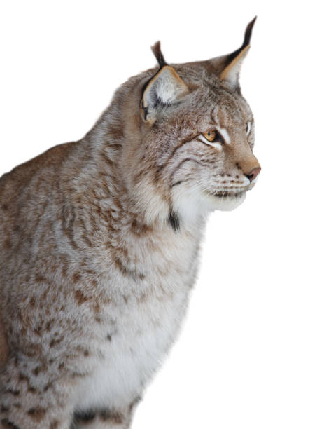 istock lynx sitting  isolated on white background 2162894604