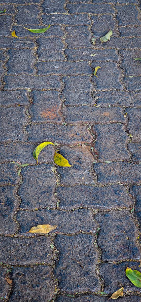 istock In the street and leaves 2162894679