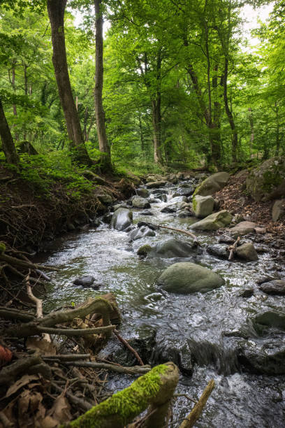 istock Mountain stream in the green forest. 2162895714