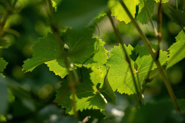 Close-up of a branch of grape vine on sunlight background