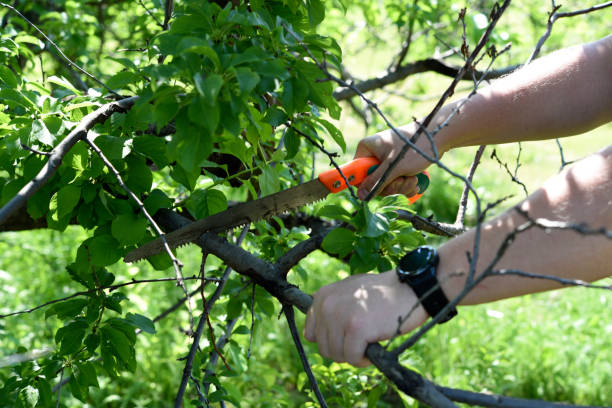 istock Sawing branches in the garden. A worker's hand and a saw. Spring cutting of tree branches. 2162895822
