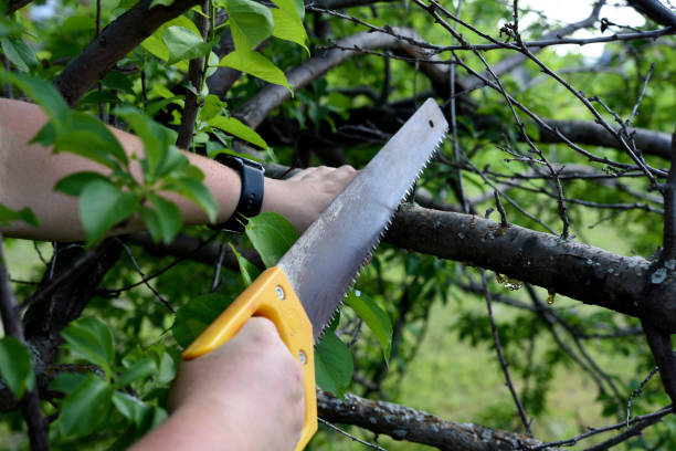 istock Sawing branches in the garden. A worker's hand and a saw. Spring cutting of tree branches. 2162896217