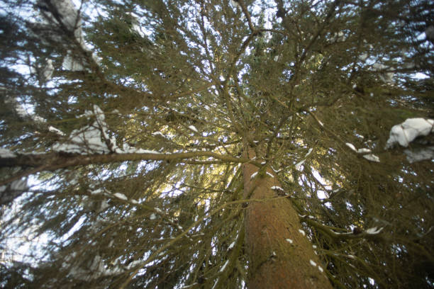 Big spruce. Spruce branches. Wood in detail. Forest details.