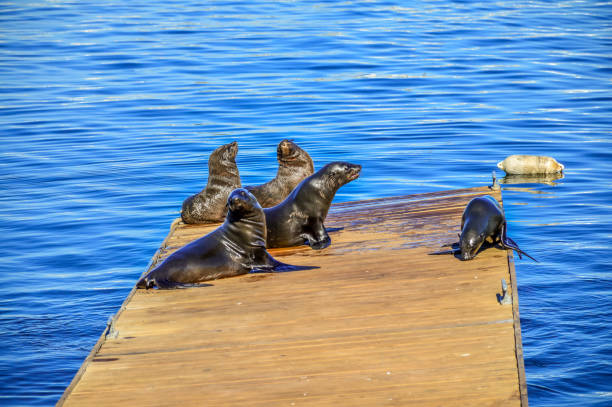 istock Cape fur seal family in V&A waterfront 2162897192