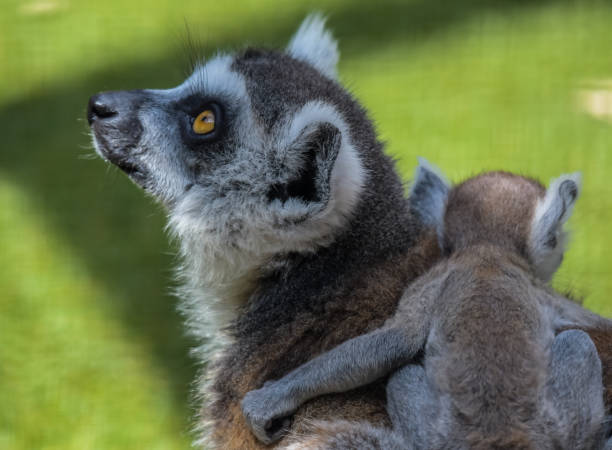 Ring tailed Lemur catta in a zoo
