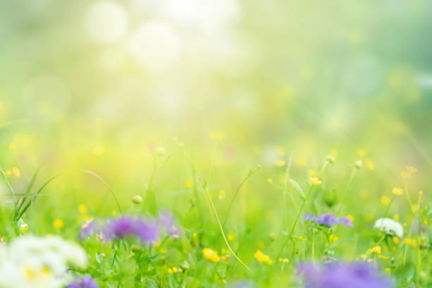 A beautiful meadow filled with colorful wildflowers under soft sunlight, evoking a serene spring day.