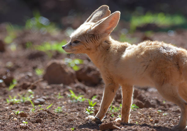 istock Fennec fox or desert fox baby closeup portrait 2162898079