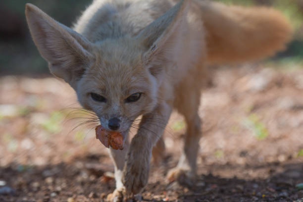 istock Fennec fox or desert fox baby closeup portrait 2162898083
